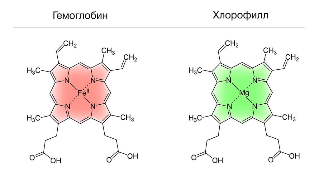 Хлорофилл и гемоглобин 